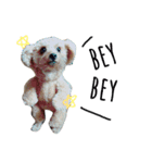 A＆M ヨーキーちゃん（個別スタンプ：1）