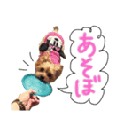 A＆M ヨーキーちゃん（個別スタンプ：3）