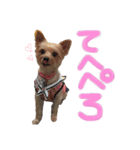 A＆M ヨーキーちゃん（個別スタンプ：6）