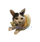 こたろーwithちび.レン（個別スタンプ：1）