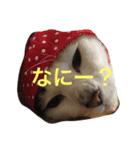 こたろーwithちび.レン（個別スタンプ：2）