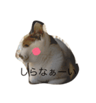 こたろーwithちび.レン（個別スタンプ：3）