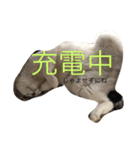 こたろーwithちび.レン（個別スタンプ：4）