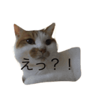 こたろーwithちび.レン（個別スタンプ：7）