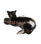 こたろーwithちび.レン（個別スタンプ：9）