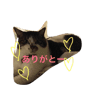 こたろーwithちび.レン（個別スタンプ：10）