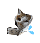 こたろーwithちび.レン（個別スタンプ：11）