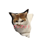 こたろーwithちび.レン（個別スタンプ：12）