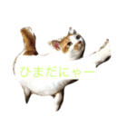 こたろーwithちび.レン（個別スタンプ：13）
