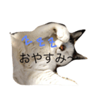 こたろーwithちび.レン（個別スタンプ：15）