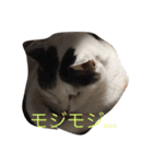 こたろーwithちび.レン（個別スタンプ：16）