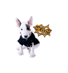 bAcon＆moohAm Bullterrier（個別スタンプ：1）