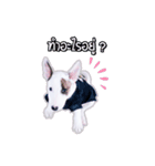 bAcon＆moohAm Bullterrier（個別スタンプ：3）