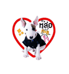 bAcon＆moohAm Bullterrier（個別スタンプ：4）