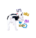 bAcon＆moohAm Bullterrier（個別スタンプ：6）