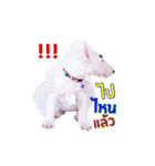 bAcon＆moohAm Bullterrier（個別スタンプ：7）