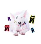 bAcon＆moohAm Bullterrier（個別スタンプ：12）