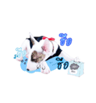 bAcon＆moohAm Bullterrier（個別スタンプ：13）