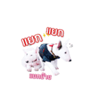bAcon＆moohAm Bullterrier（個別スタンプ：14）