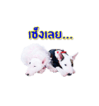 bAcon＆moohAm Bullterrier（個別スタンプ：15）