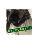こたり2（個別スタンプ：4）