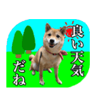 毎日使える、柴犬こはるのスタンプ 2（個別スタンプ：1）