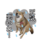 毎日使える、柴犬こはるのスタンプ 2（個別スタンプ：2）