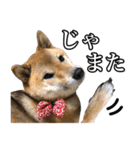 毎日使える、柴犬こはるのスタンプ 2（個別スタンプ：3）