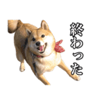 毎日使える、柴犬こはるのスタンプ 2（個別スタンプ：4）