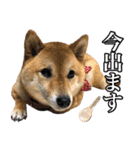 毎日使える、柴犬こはるのスタンプ 2（個別スタンプ：5）