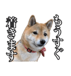 毎日使える、柴犬こはるのスタンプ 2（個別スタンプ：6）