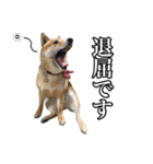 毎日使える、柴犬こはるのスタンプ 2（個別スタンプ：7）