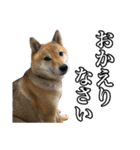毎日使える、柴犬こはるのスタンプ 2（個別スタンプ：8）