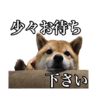 毎日使える、柴犬こはるのスタンプ 2（個別スタンプ：9）