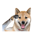 毎日使える、柴犬こはるのスタンプ 2（個別スタンプ：10）