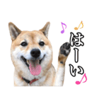 毎日使える、柴犬こはるのスタンプ 2（個別スタンプ：11）