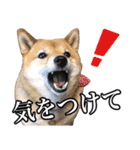 毎日使える、柴犬こはるのスタンプ 2（個別スタンプ：12）