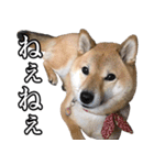 毎日使える、柴犬こはるのスタンプ 2（個別スタンプ：14）