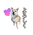 毎日使える、柴犬こはるのスタンプ 2（個別スタンプ：15）