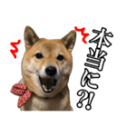 毎日使える、柴犬こはるのスタンプ 2（個別スタンプ：16）