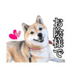 毎日使える、柴犬こはるのスタンプ 2（個別スタンプ：17）