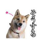 毎日使える、柴犬こはるのスタンプ 2（個別スタンプ：18）