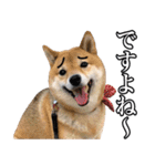 毎日使える、柴犬こはるのスタンプ 2（個別スタンプ：19）