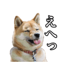 毎日使える、柴犬こはるのスタンプ 2（個別スタンプ：20）