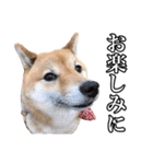 毎日使える、柴犬こはるのスタンプ 2（個別スタンプ：21）