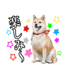 毎日使える、柴犬こはるのスタンプ 2（個別スタンプ：22）