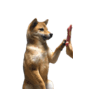 毎日使える、柴犬こはるのスタンプ 2（個別スタンプ：23）