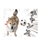 毎日使える、柴犬こはるのスタンプ 2（個別スタンプ：24）