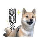 毎日使える、柴犬こはるのスタンプ 2（個別スタンプ：25）