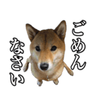毎日使える、柴犬こはるのスタンプ 2（個別スタンプ：26）